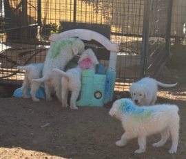 Sevro x Cameo Litter 2-26