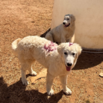 Pax x Electra 11/15/25 Maremma Litter