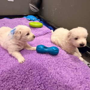 1644605933 Inside Our Maremma Puppy Program