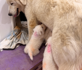 Sevro x Cameo Litter 2-26