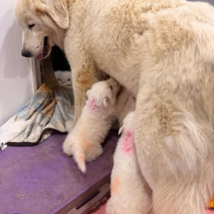 4119703155 Inside Our Maremma Puppy Program