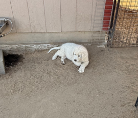 Sevro x Cameo Litter 2-26
