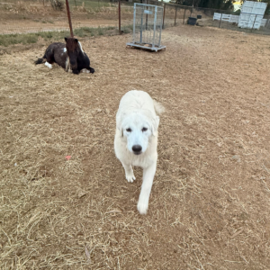 1879337067 Inside Our Maremma Puppy Program