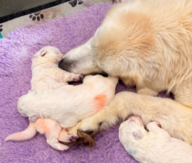 Sevro x Cameo Litter 2-26