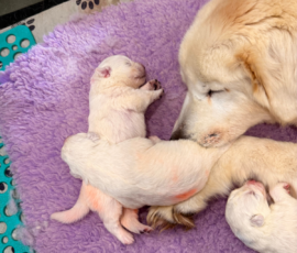 Sevro x Cameo Litter 2-26