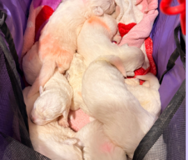 Sevro x Cameo Litter 2-26