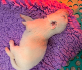 Sevro x Cameo Litter 2-26