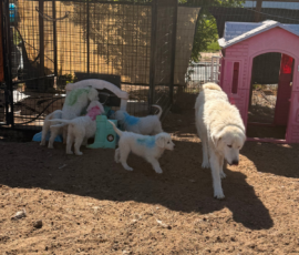 Sevro x Cameo Litter 2-26