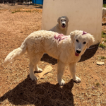 Pax x Electra 11/15/25 Maremma Litter