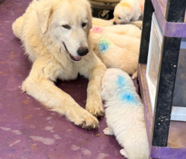 Sevro x Cameo Litter 2-26