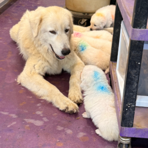 4044205519 Inside Our Maremma Puppy Program