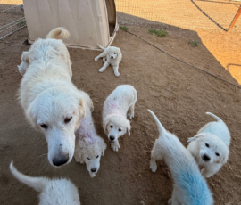 Sevro x Cameo Litter 2-26