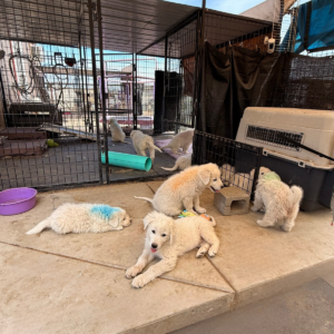 3775499532 Inside Our Maremma Puppy Program