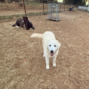 121797965 Inside Our Maremma Puppy Program