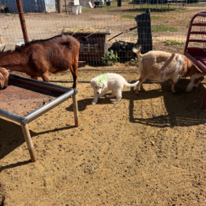1909933842 Inside Our Maremma Puppy Program