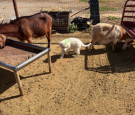 Sevro x Cameo Litter 2-26