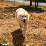 Pax x Electra 11/15/25 Maremma Litter