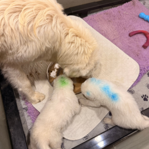 3335239671 Inside Our Maremma Puppy Program