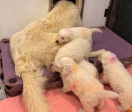 Sevro x Cameo Litter 2-26