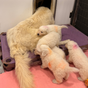 901997929 Inside Our Maremma Puppy Program