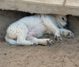 Sevro x Cameo Litter 2-26