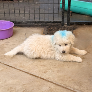 2247176389 Inside Our Maremma Puppy Program
