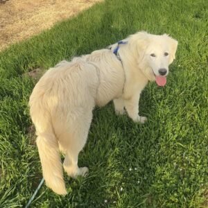 Sevro & Circe Litter 7/24