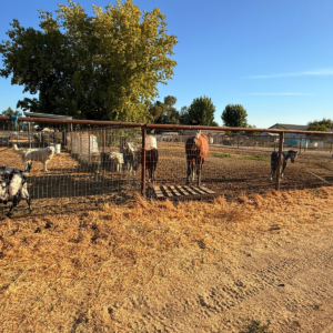 789073772 Inside Our Maremma Puppy Program