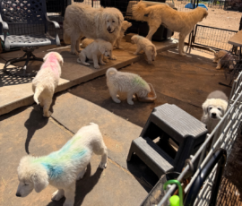 Sevro & Cameo Litter 2/26
