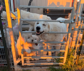 Sevro & Cameo Litter 2/26