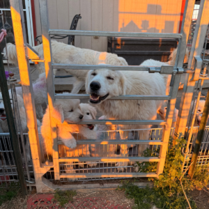 3747358320 Inside Our Maremma Puppy Program
