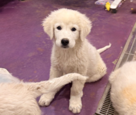 Sevro & Cameo Litter 2/26