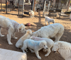Sevro & Cameo Litter 2/26