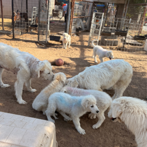 1745599110 Inside Our Maremma Puppy Program