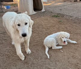 Sevro & Cameo Litter 2/26