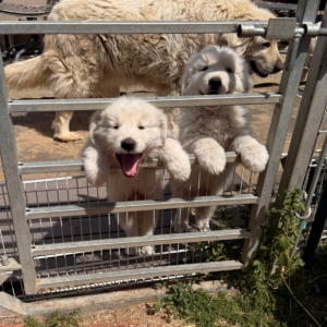 2717211246 Inside Our Maremma Puppy Program