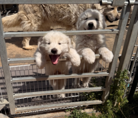Sevro & Cameo Litter 2/26