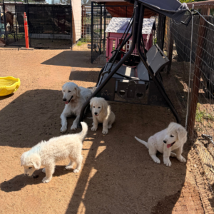1014371138 Inside Our Maremma Puppy Program