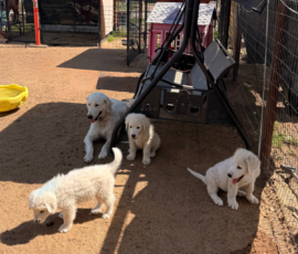 Sevro & Cameo Litter 2/26