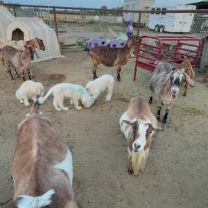 544052223 Inside Our Maremma Puppy Program