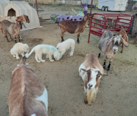 Sevro & Cameo Litter 2/26