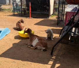 Sevro & Cameo Litter 2/26