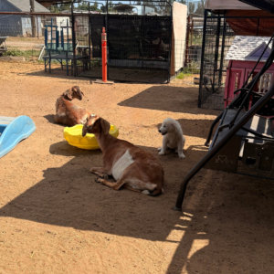 1248673086 Inside Our Maremma Puppy Program