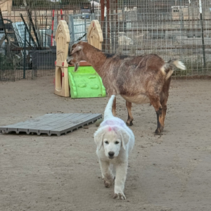 4026901683 Inside Our Maremma Puppy Program