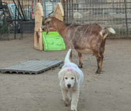 Sevro & Cameo Litter 2/26