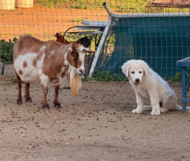 Sevro & Cameo Litter 2/26