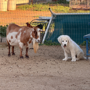 3522841572 Inside Our Maremma Puppy Program