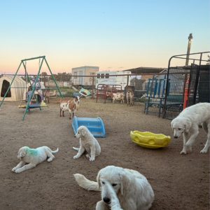 218074932 Inside Our Maremma Puppy Program