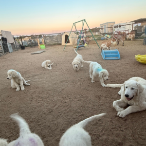 1890107577 Inside Our Maremma Puppy Program