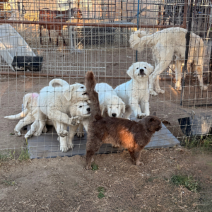 1091587551 Inside Our Maremma Puppy Program